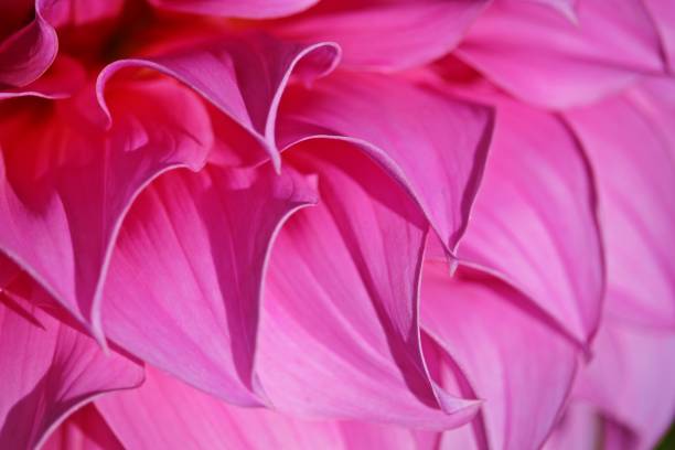 istock Pink chrysanthemum flower 641170954