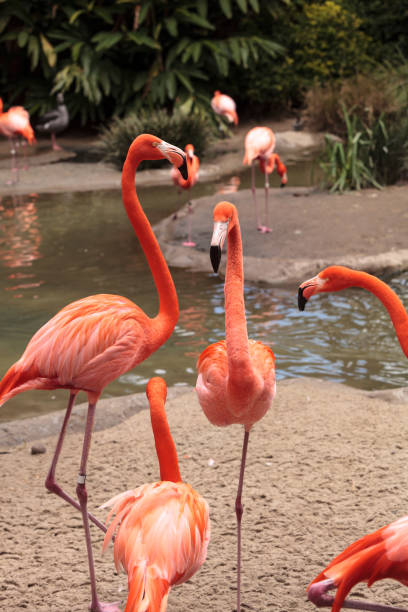 istock Pink Caribbean flamingo 641170992