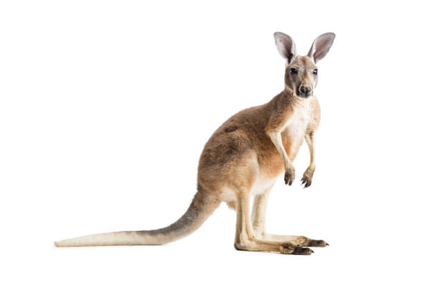 アカカンガルー、ホワイト - wallaby kangaroo australian culture australia ストックフォトと画像