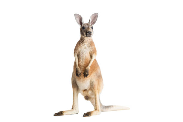 アカカンガルー、ホワイト - wallaby kangaroo australian culture australia ストックフォトと画像