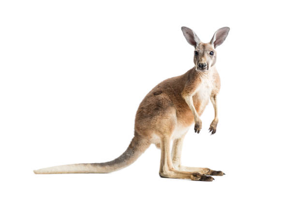 kangourou roux sur blanc - kangourou photos et images de collection