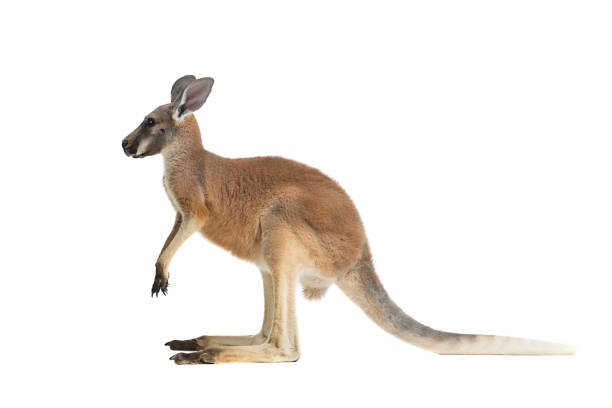 アカカンガルー、ホワイト - wallaby kangaroo australian culture australia ストックフォトと画像
