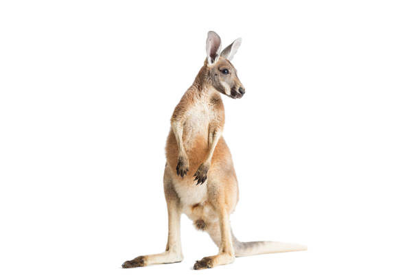 アカカンガルー、ホワイト - wallaby kangaroo australian culture australia ストックフォトと画像