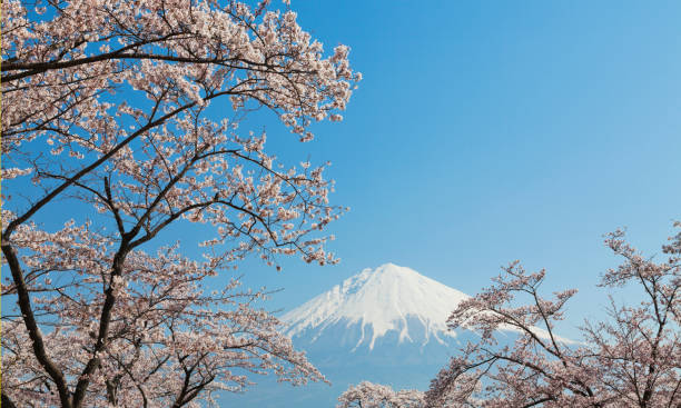 istock Mount Fuji Through Pink Cherry Blossom Trees with Clear Sky 641172182