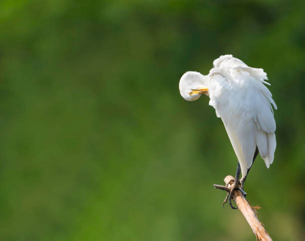 Beautiful great white egret preening on tree branch stock photo