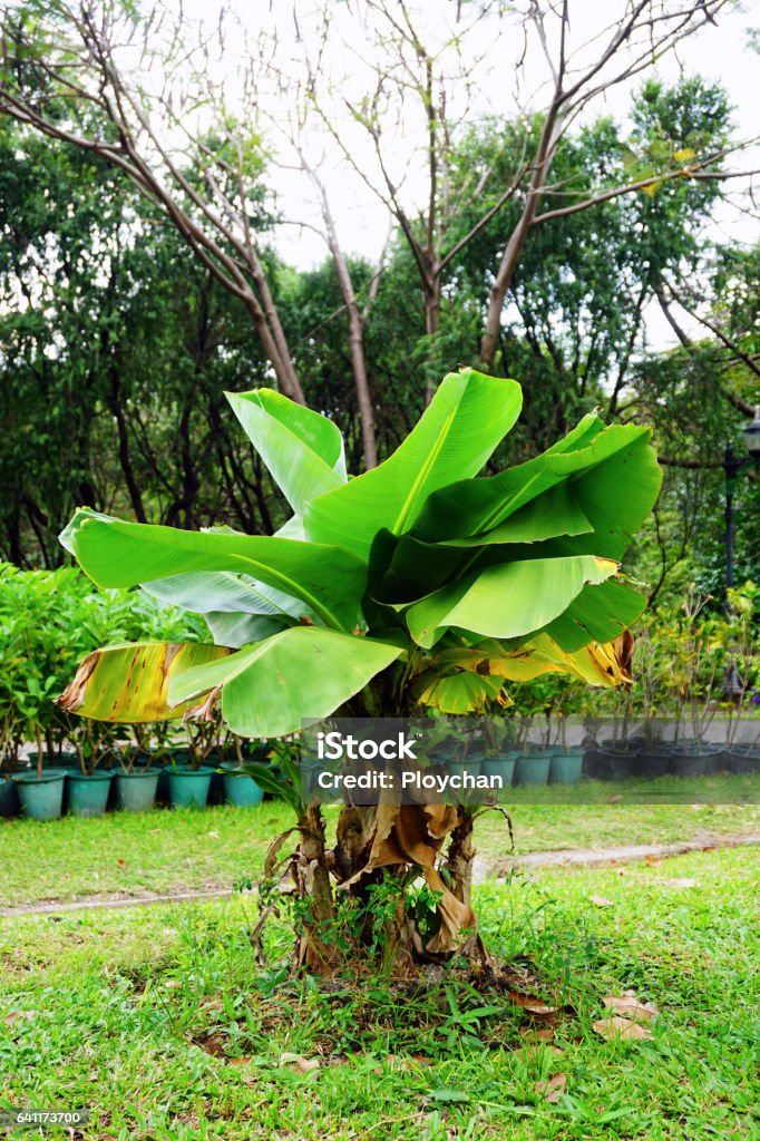 Musa , Hom super dwarf , Musaceae , Banana tree Agriculture Stock Photo