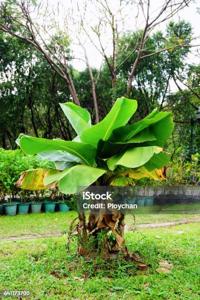 Musa Hom Super Dwarf Musaceae Banana Tree Stock Photo - Download Image Now - Agriculture, Alanya, Banana