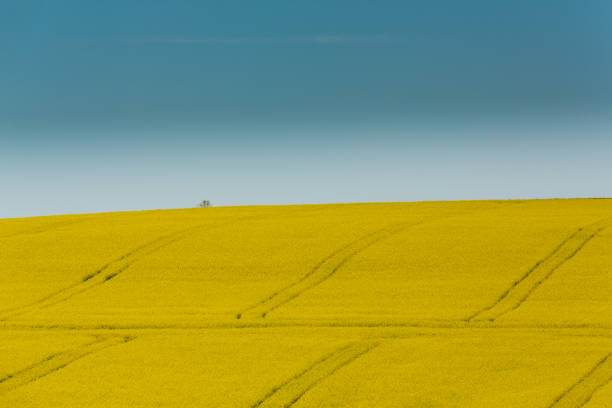 istock Canola field on a bright day in spring 641174098