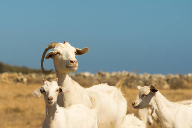 istock Family goat portrait.. 641175028