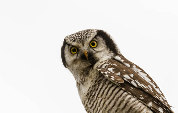 istock Northern Hawk Owl - Surnia ulula - resting with white background 641175400