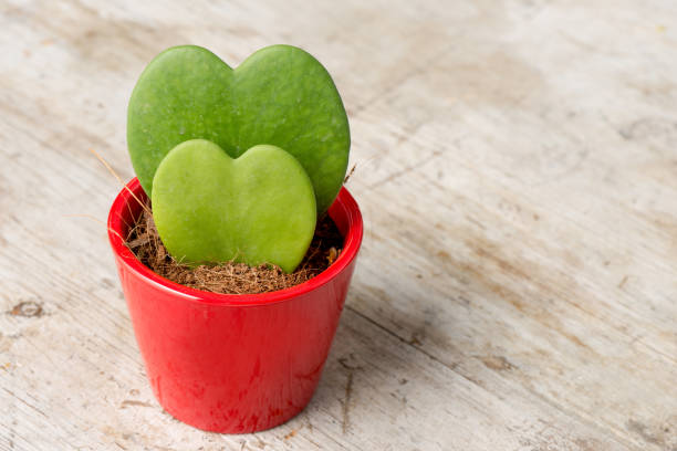 istock Pair of Heart-Shaped Cactii in Small Red Pot 641176390