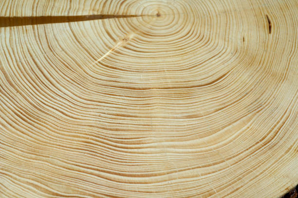 istock Wooden trunk, rings 641177042