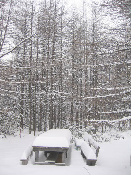 istock Winter forest, wooden table and bench 641177084