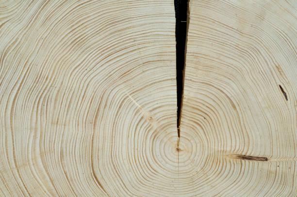 istock Wooden trunk, rings 641177104