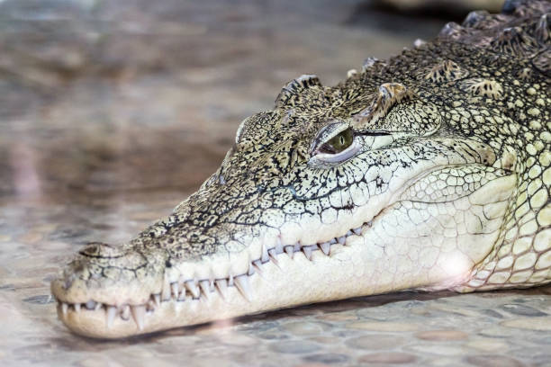istock big head of a crocodile 641177116