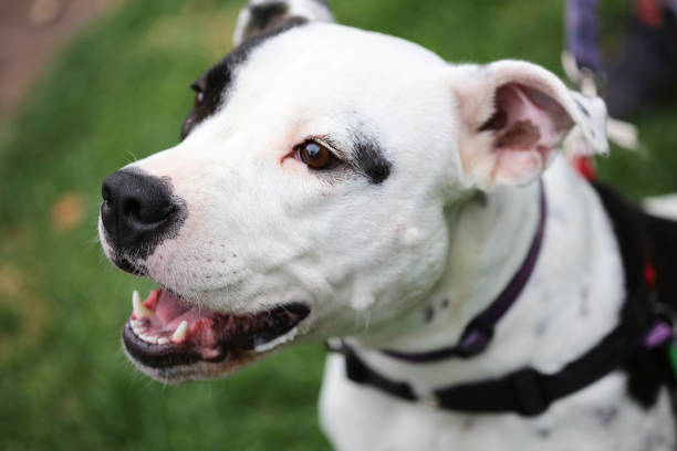 istock American Staffordshire 641177330
