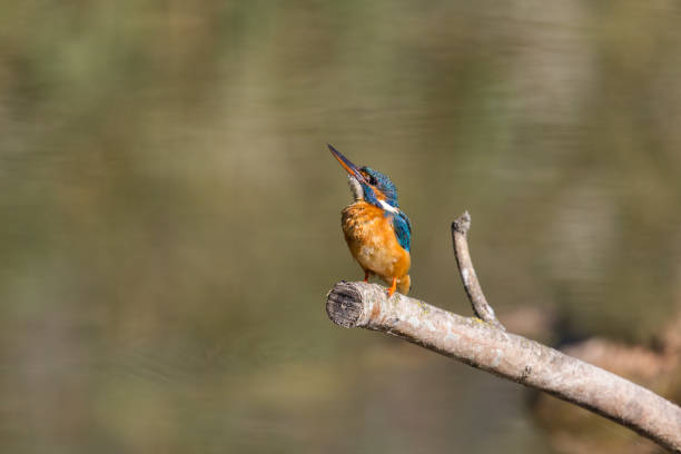 istock female common kingfisher (Alcedo atthis) sitting on branch 641177546