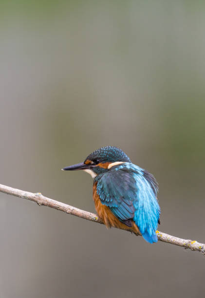 istock young common kingfisher (Alcedo atthis) sitting on branch 641177582