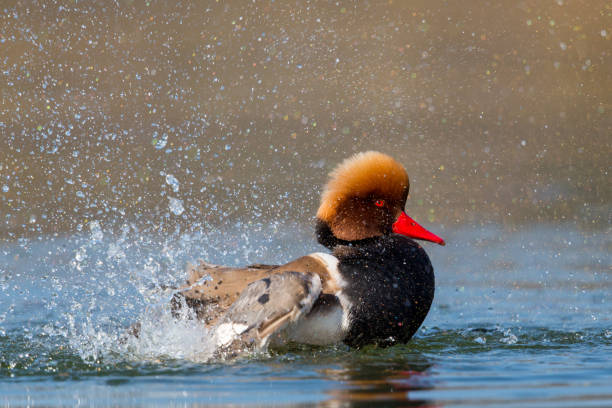 istock Male red-crested pochard (Netta rufina) swimming, pluming, splashing 641177710