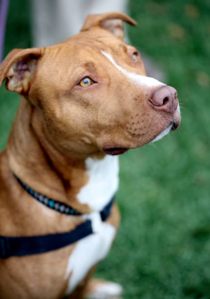 istock Please can I have a treat 641177826