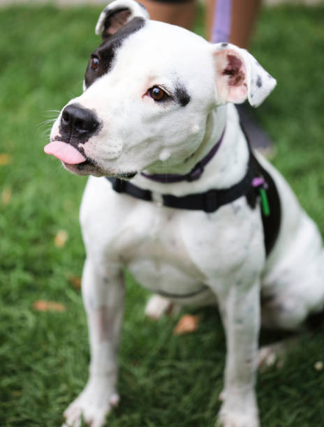 istock Poking my tongue out 641177906