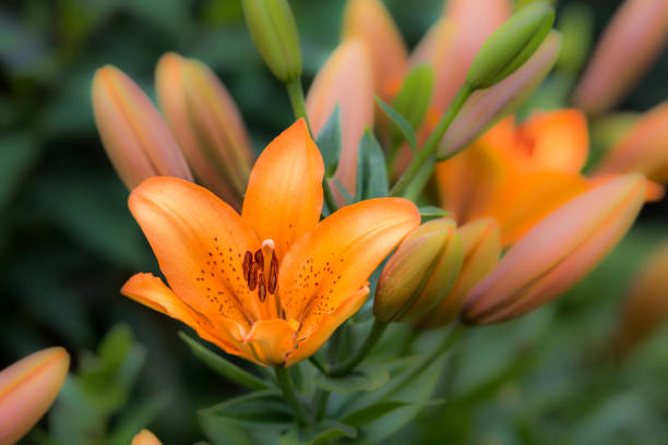 istock Spring blooming orange lily flowers in soft focus outdoor close-up macro. 641177992