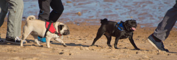 Dogs on beach Two pugs wearing pet coats on the beach at Seaton Sluice, Northumberland with the legs of their owners in shot. man walking a pug dog stock pictures, royalty-free photos & images