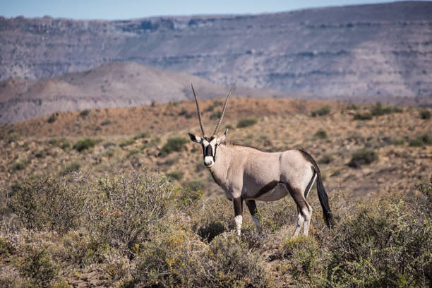 antílope gemsbok - gemsbok antelope mammal nature fotografías e imágenes de stock