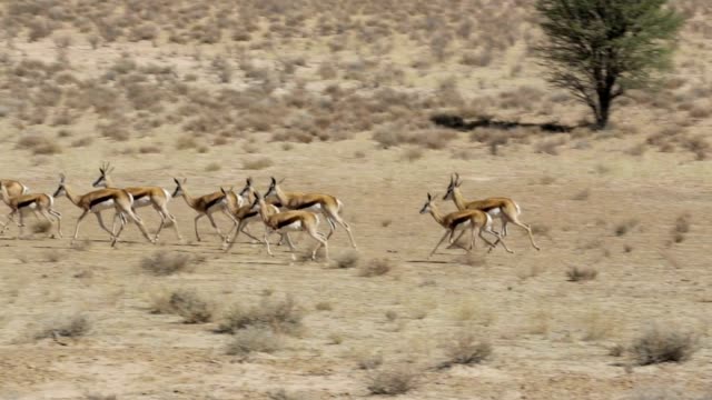 running herd of springbok, Africa safari wildlife