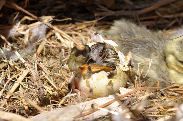 Eggs showing cracks. Hatching eggs