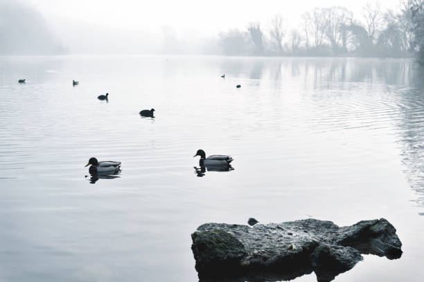 istock Fog over a lake with swimming ducks and water reflection 641181202