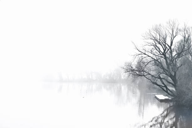 brouillard au-dessus d’un lac avec arbre nu - bare tree photos photos et images de collection