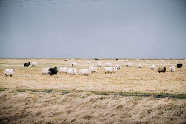 istock sheep herd in the field 641181948