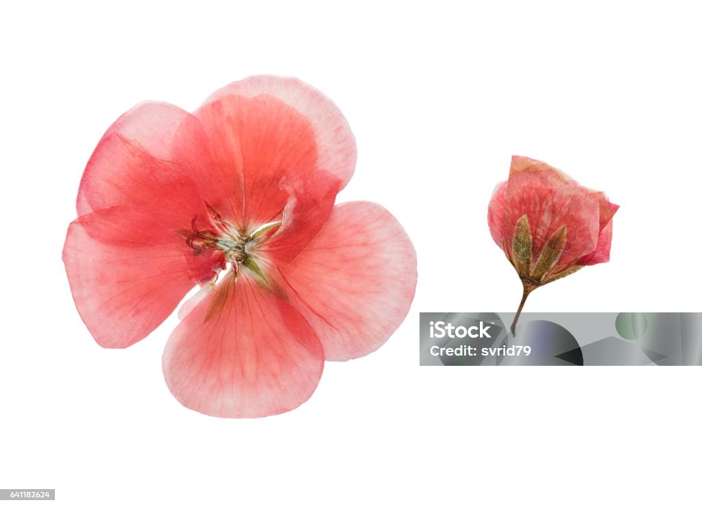 Pressed and dried  flowers geranium (pelargonium). Isolated Pressed and dried pink delicate transparent flowers geranium (pelargonium). Isolated on white background. For use in scrapbooking, floristry (oshibana) or herbarium. Dried Plant Stock Photo