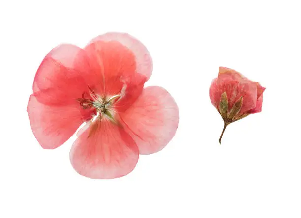 Pressed and dried pink delicate transparent flowers geranium (pelargonium). Isolated on white background. For use in scrapbooking, floristry (oshibana) or herbarium.