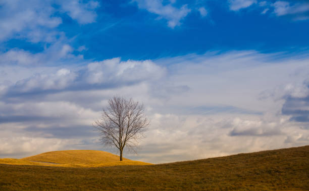 istock Lonely trees on the hill. 641182720