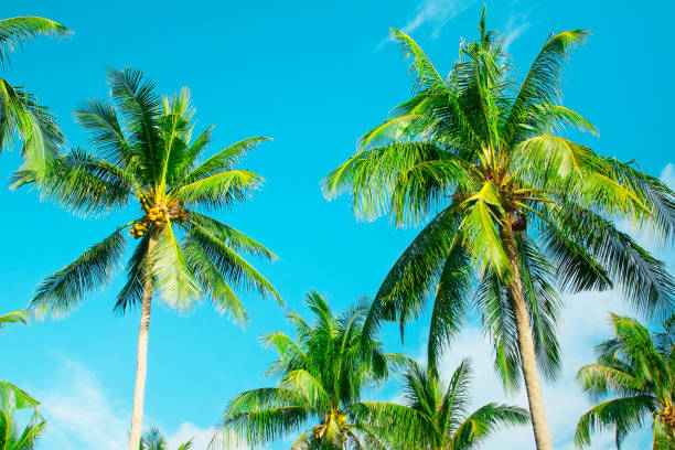 istock Tropical summer background with coconut Palm trees on the blue sky 641183068