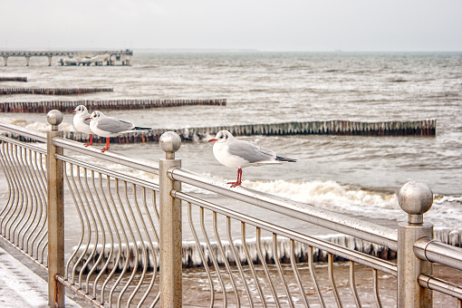 three seagulls sitting on a fence on the waterfront on cold winter day