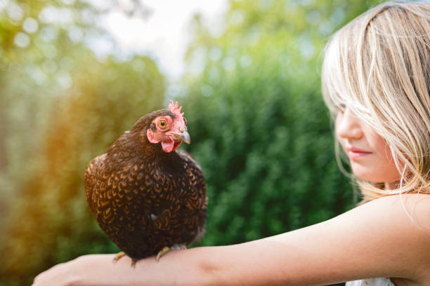 istock Young Girl Affectionately Holding a Chicken 641186888