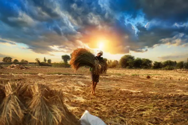 Farmer carrying rice paddy bundle for harvesting under the beautiful cloudscape during summer season. He is wearing turban & green color t shirt while working in the field.