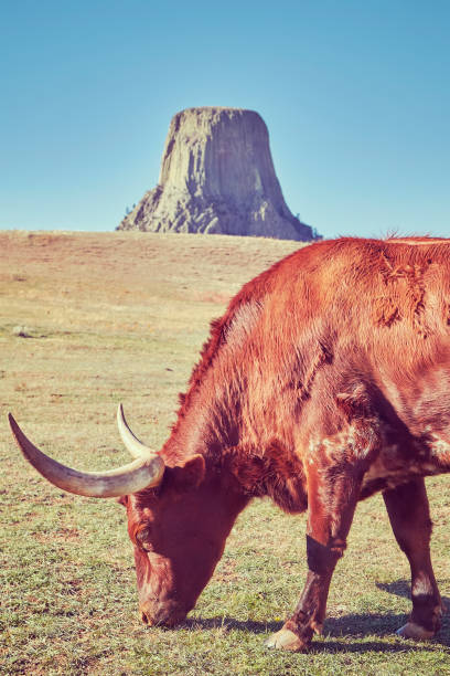 Color toned Texas longhorn cow with Devils Tower in distance, Wyoming State, USA.