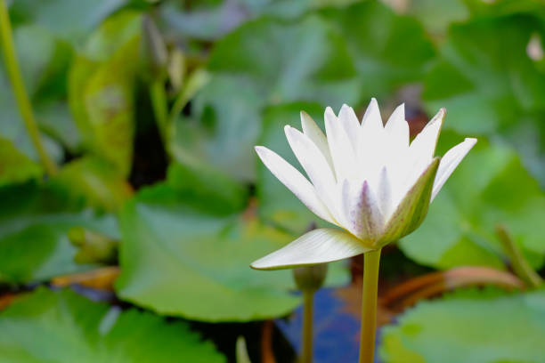 istock Lotus in swamp 641190412