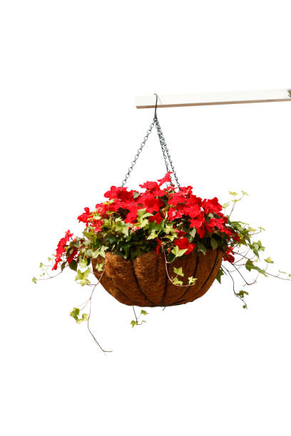 istock Hanging flowers isolated on white background 641191168