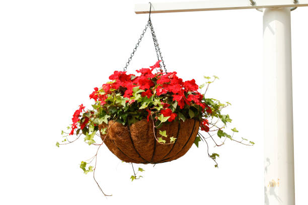 istock Hanging flowers isolated on white background 641191180