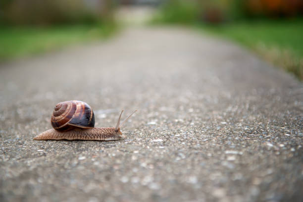 istock One big snail on the road 641191332