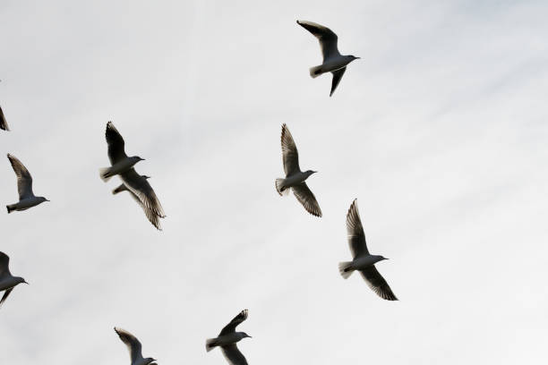 istock Flock of seagulls flying overhead 641191454