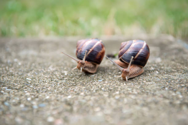 istock Two big snails on the road 641191702