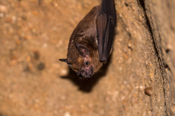 Bat hanging from the ceiling of a dark cave stock photo