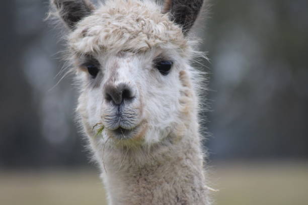 istock white alpaca head shot close up 641191982