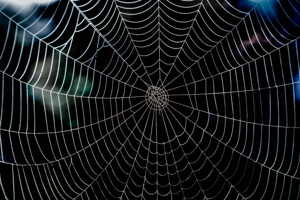 istock Shiny spider web with morning dew and dark background. 641192846